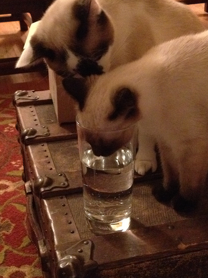 Dinah drinks from a glass